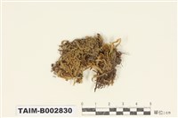 藏品(棉苔科)的圖片